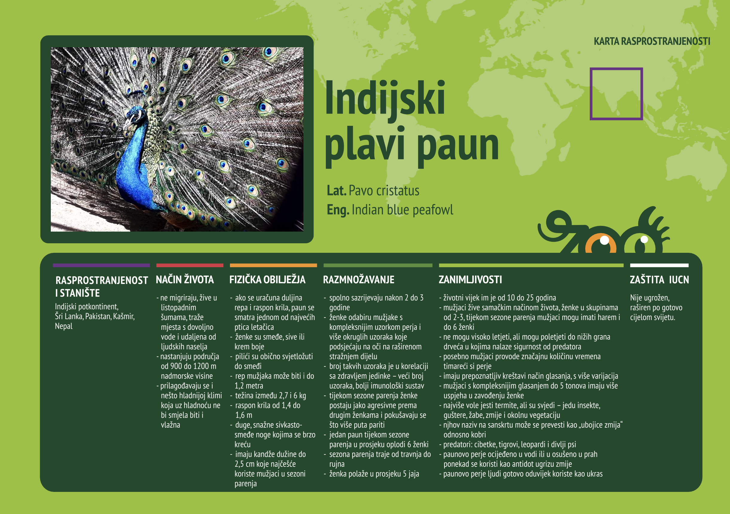Indijski paun (Pavo cristatus)